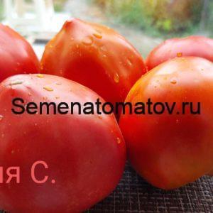 Томаты дед лева описание сорта фото