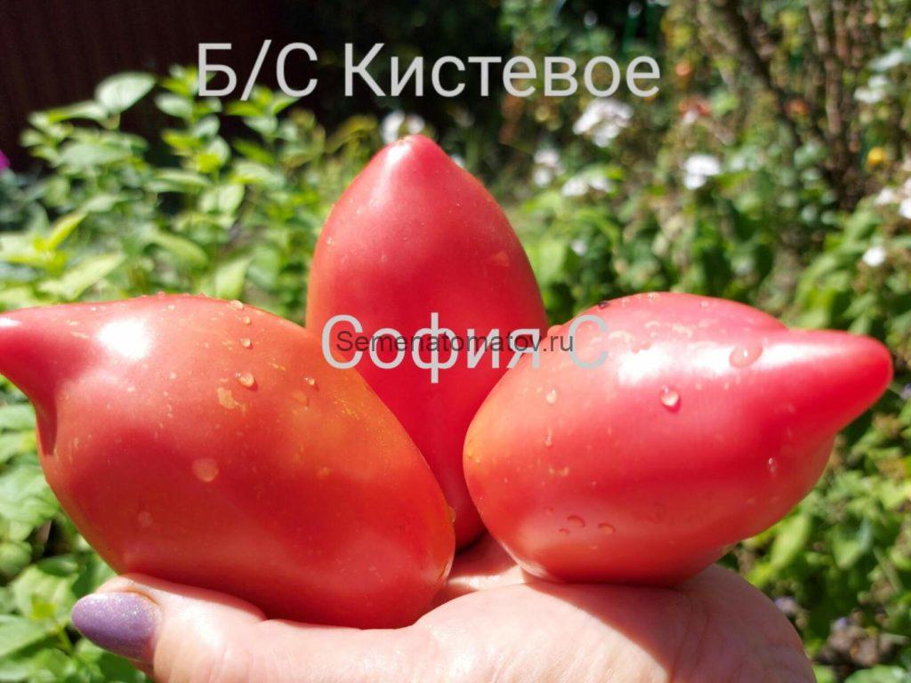 Бычье Сердце Кистевое — Семена Томатов