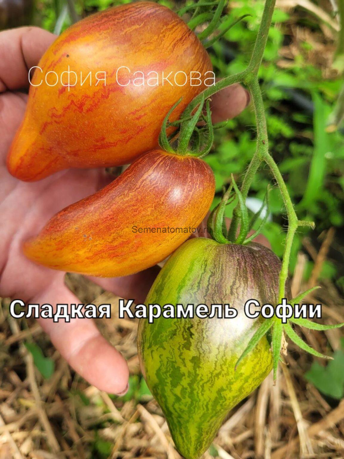 Сладкая Карамель Софии — Семена Томатов