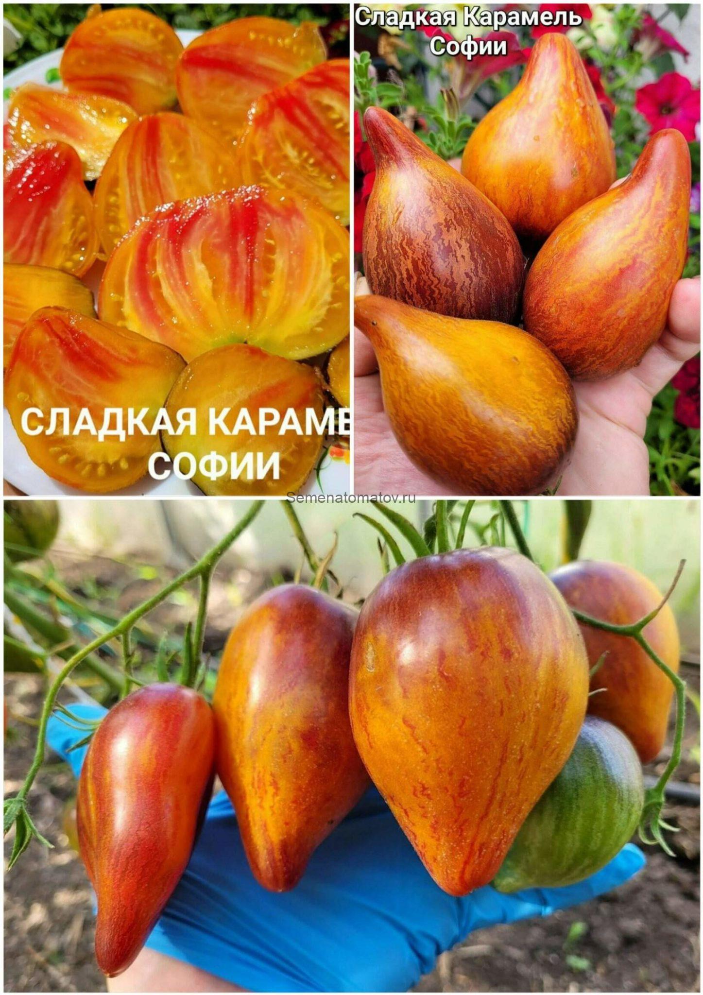 Сладкая Карамель Софии — Семена Томатов