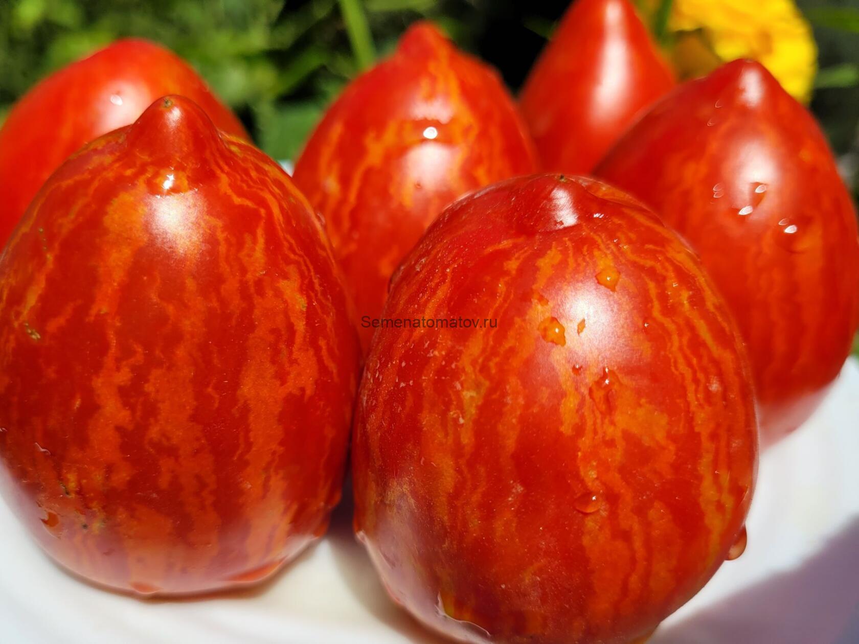 Dwarf Stony Brook Speckled dwarf-stony-brook-speckled