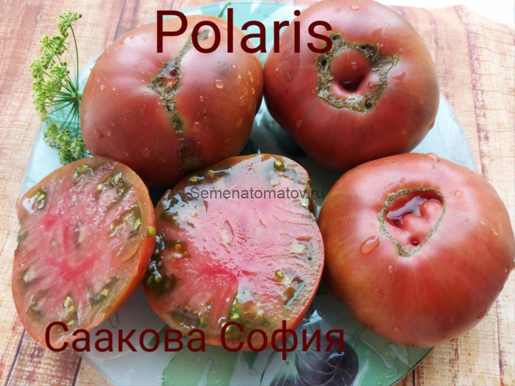 Polaris Полярная Звезда или Поларис — Семена Томатов