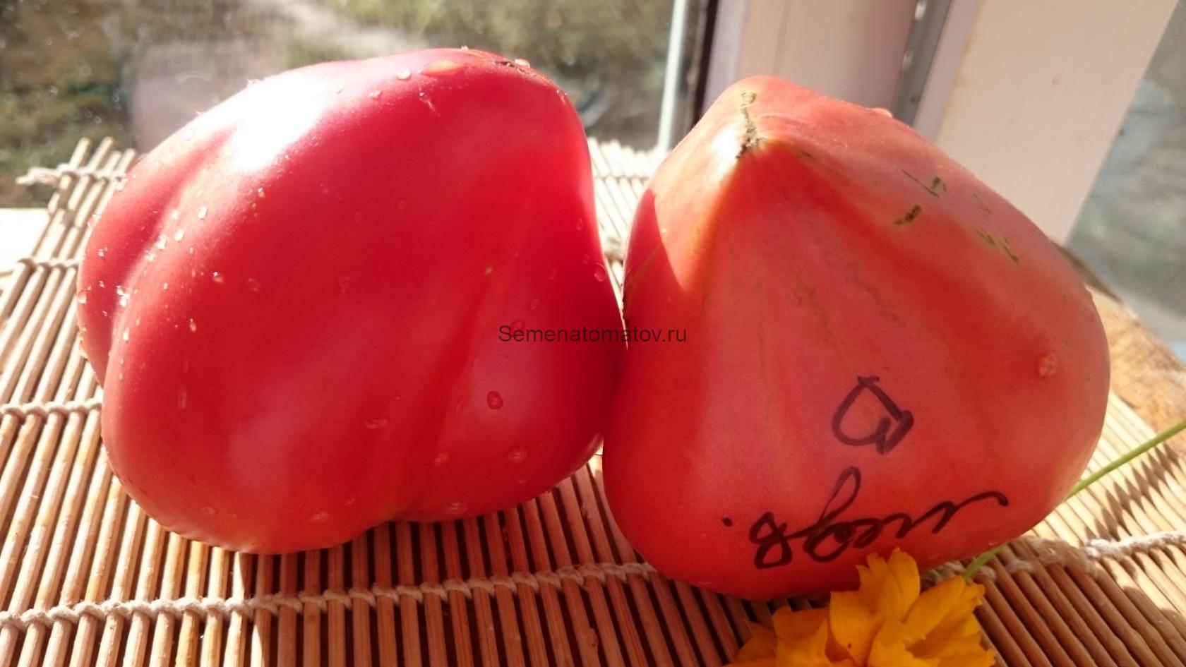 Медвежье сердце томат отзывы фото Медвежье сердце томат отзывы фото