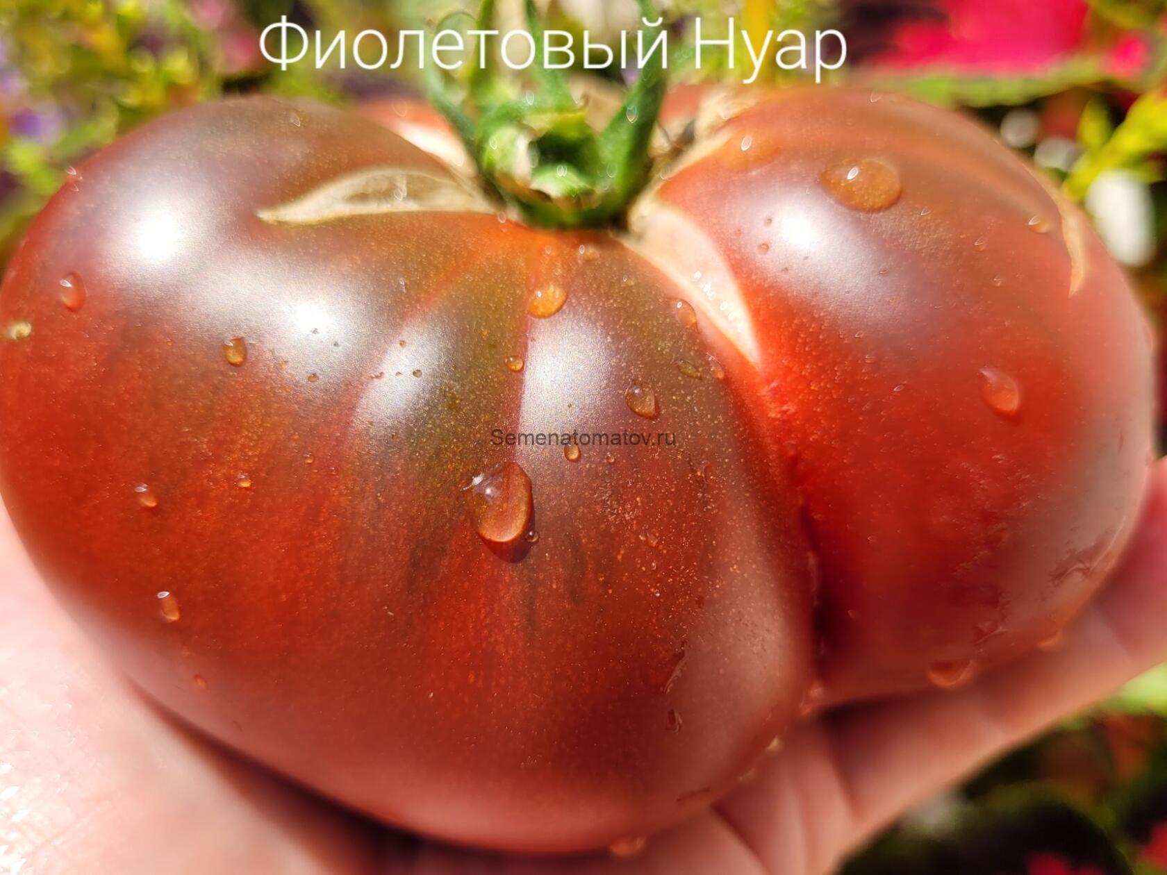 Violet Noir Фиолетовый Нуар