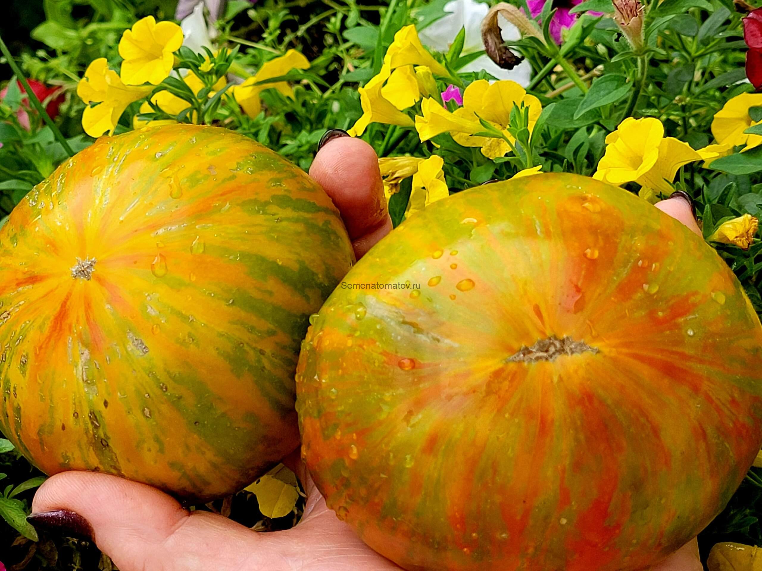 Зебра сердце (Zebra Heart) США1.8м среднепоздний 300-600гр — изображение 2