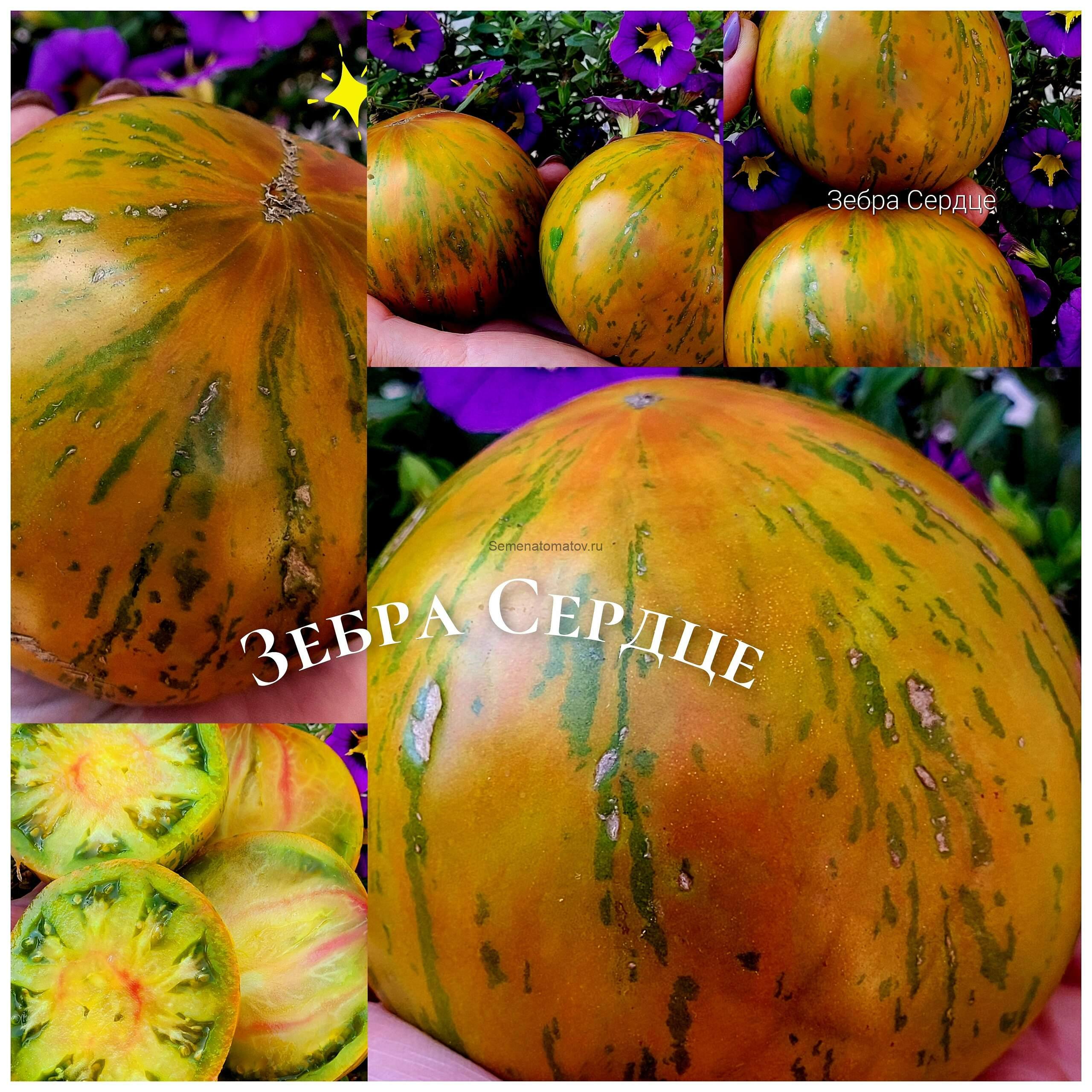 Зебра сердце (Zebra Heart) США1.8м среднепоздний 300-600гр — изображение 4