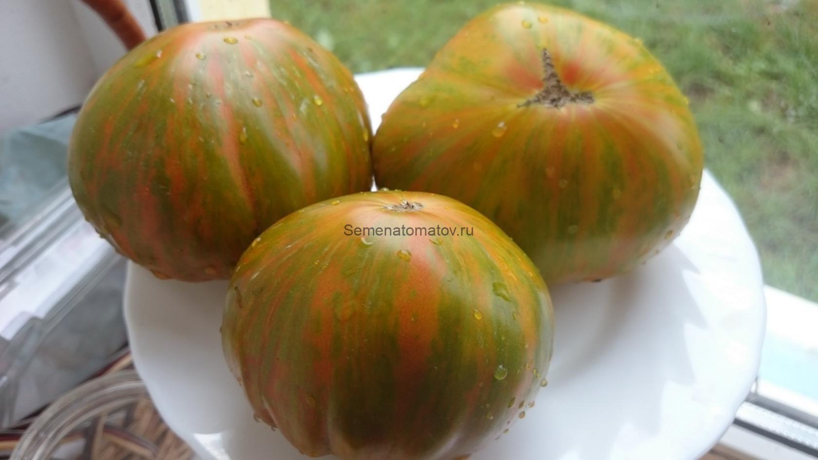 Зебра сердце (Zebra Heart) США1.8м среднепоздний 300-600гр