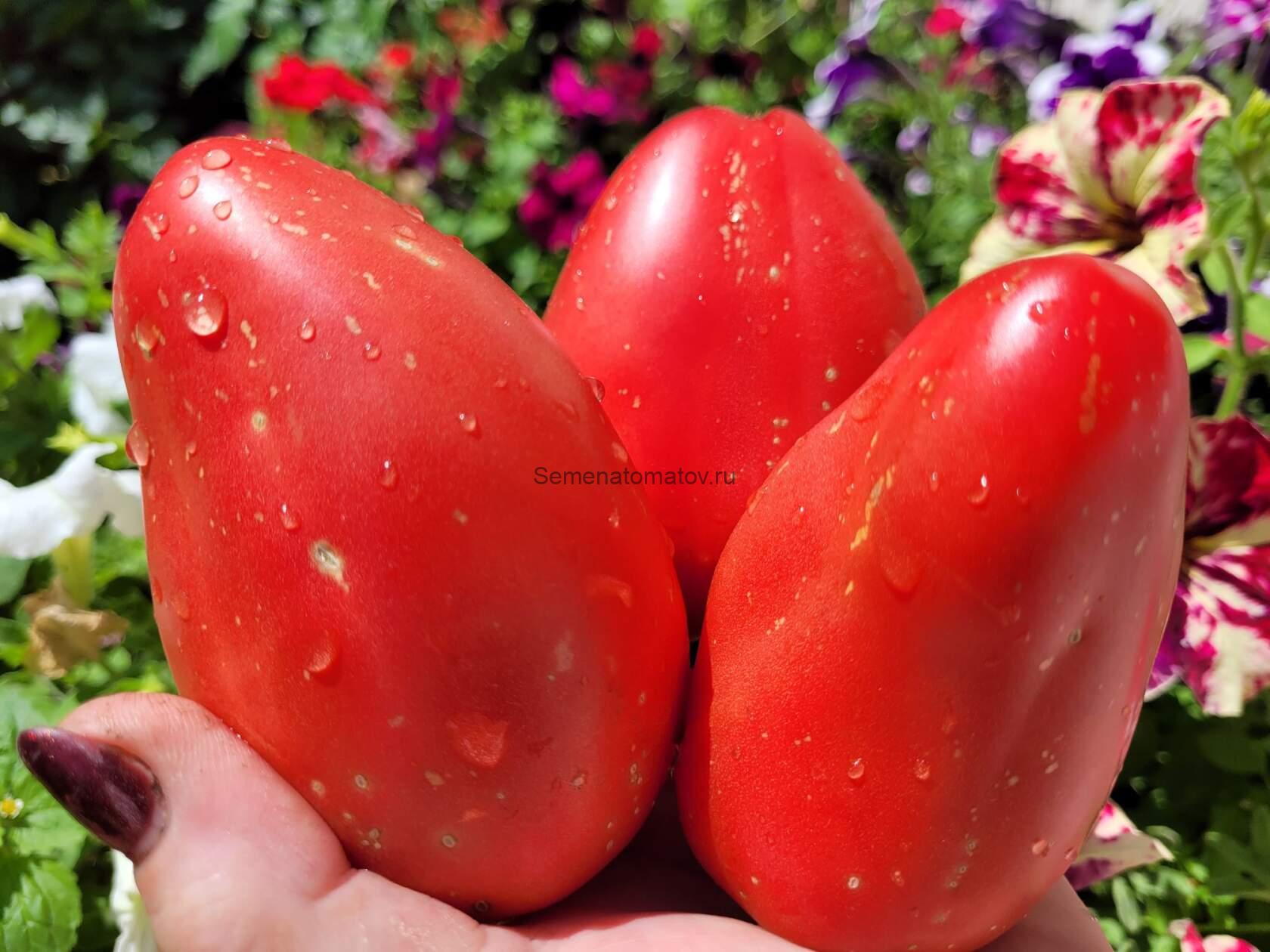 Kim's Civil War Oxheart ( (Бычье сердце Ким времен гражданской войны) — изображение 3