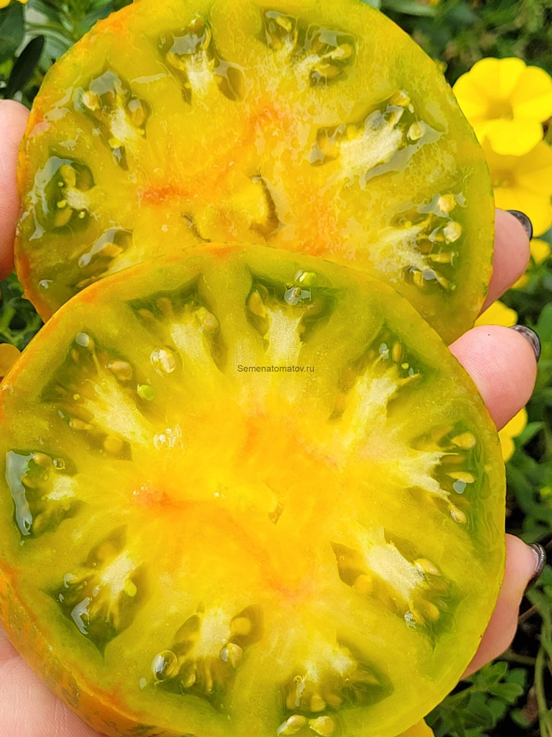 Зебра сердце (Zebra Heart) США1.8м среднепоздний 300-600гр — изображение 3