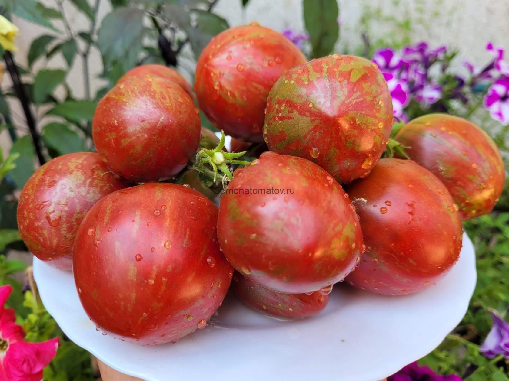 Удача моряка (Sailor’s Luck) — изображение 2