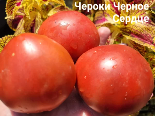 Чероки черное сердце (Cherokee Black Heart )