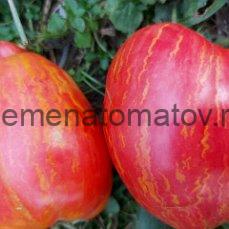 Dwarf Dainty Isabel (Гном Лакомство Изабель), США