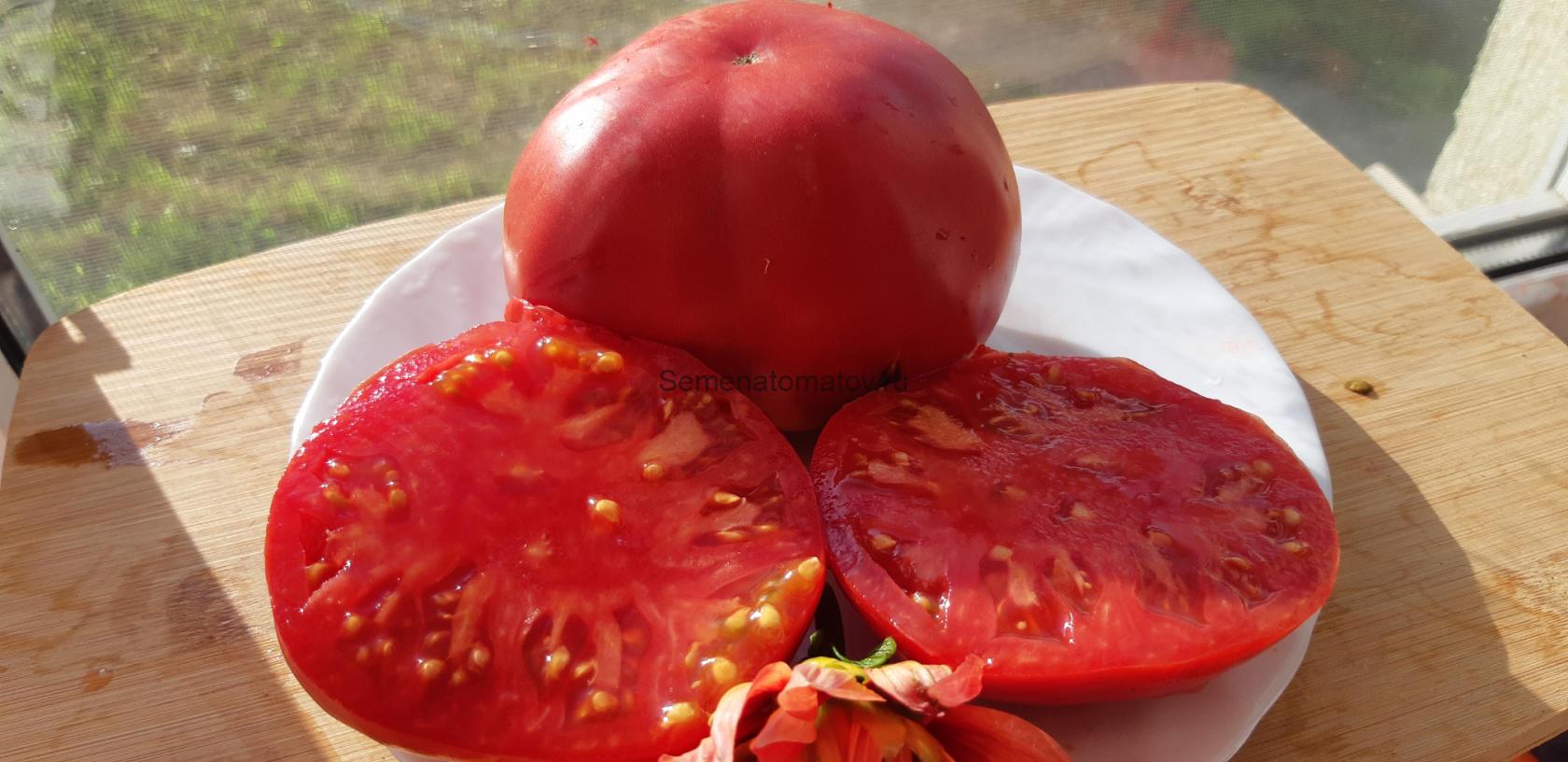 Брендивайн Глика (Brandywine, Glick’s Strain)