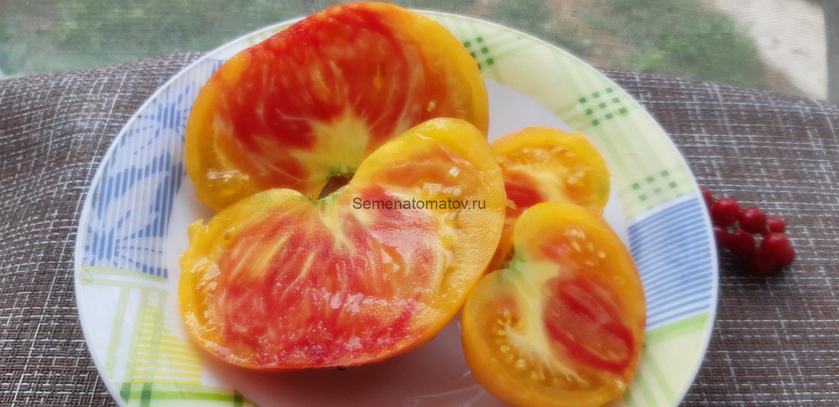 Верный друг ( Chalilis, США) — изображение 2