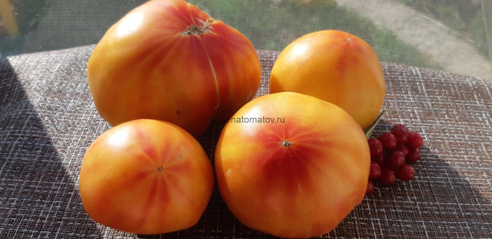 Верный друг ( Chalilis, США)