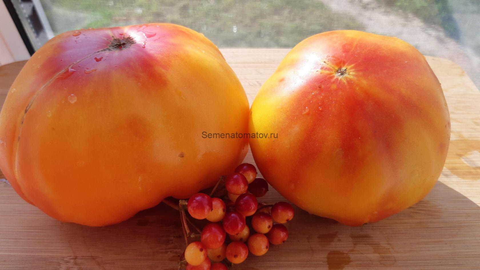 Реликвия Роудс ( Rhoades Heirloom,)