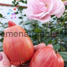 Fuego Rosa-Огненная Роза — изображение 2