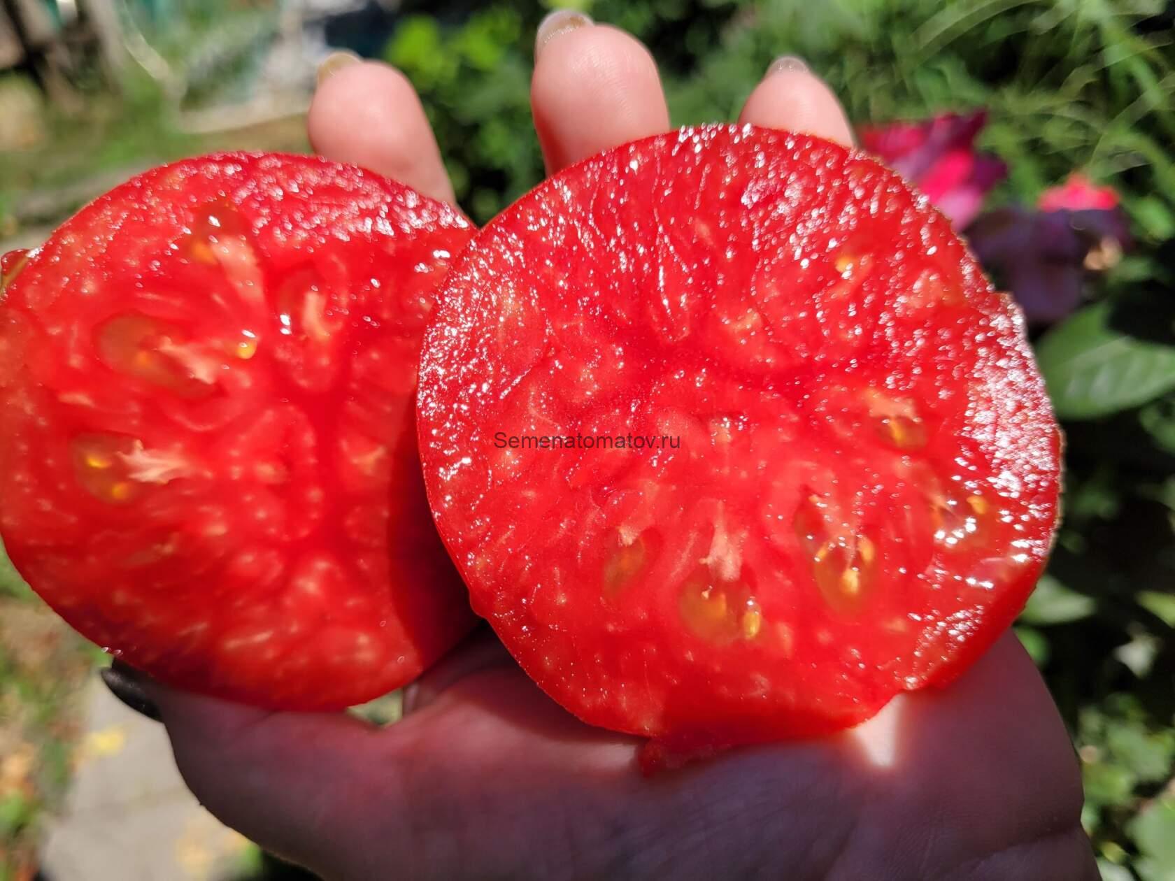 Брендивайн из Хорватии ( Brandywine From Croatia) — изображение 2