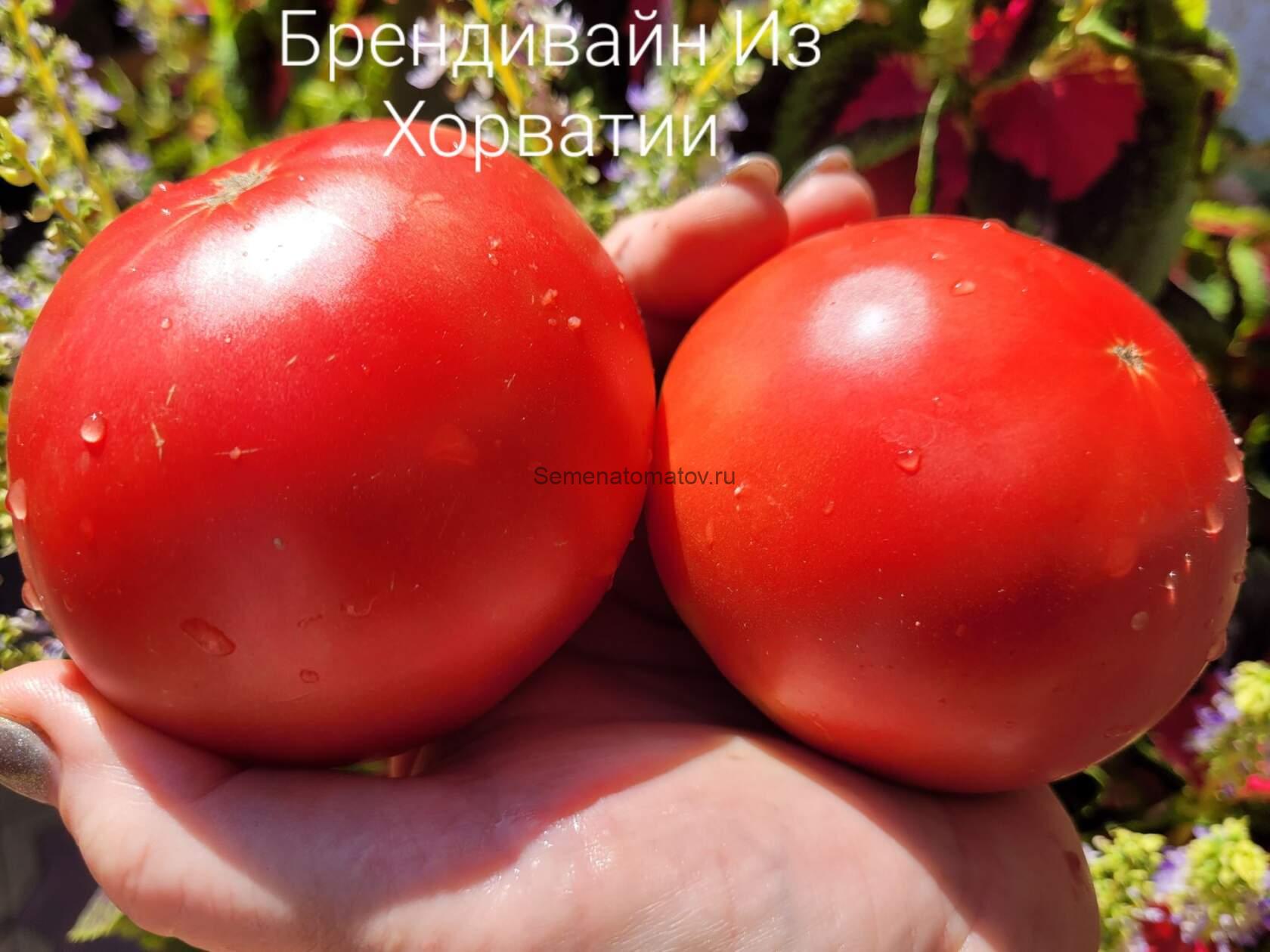 Брендивайн из Хорватии ( Brandywine From Croatia)