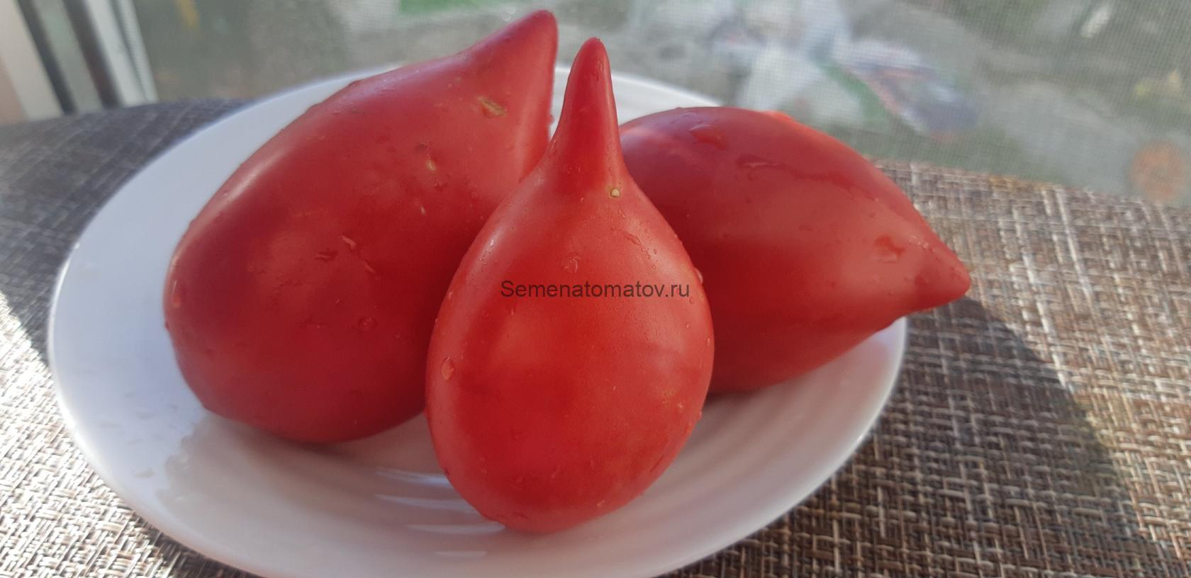 Воловьи уши с носиком