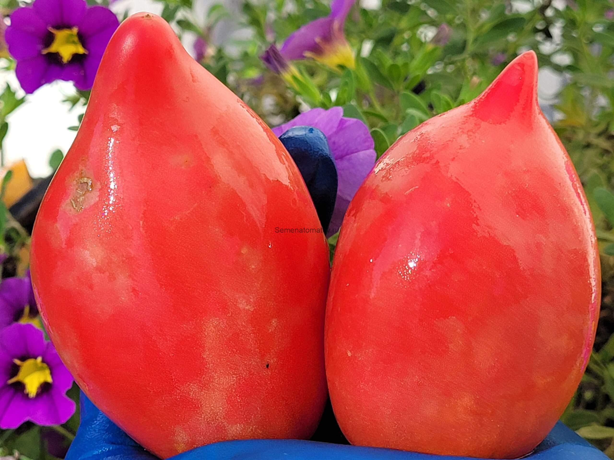 Воловьи уши с носиком — изображение 2