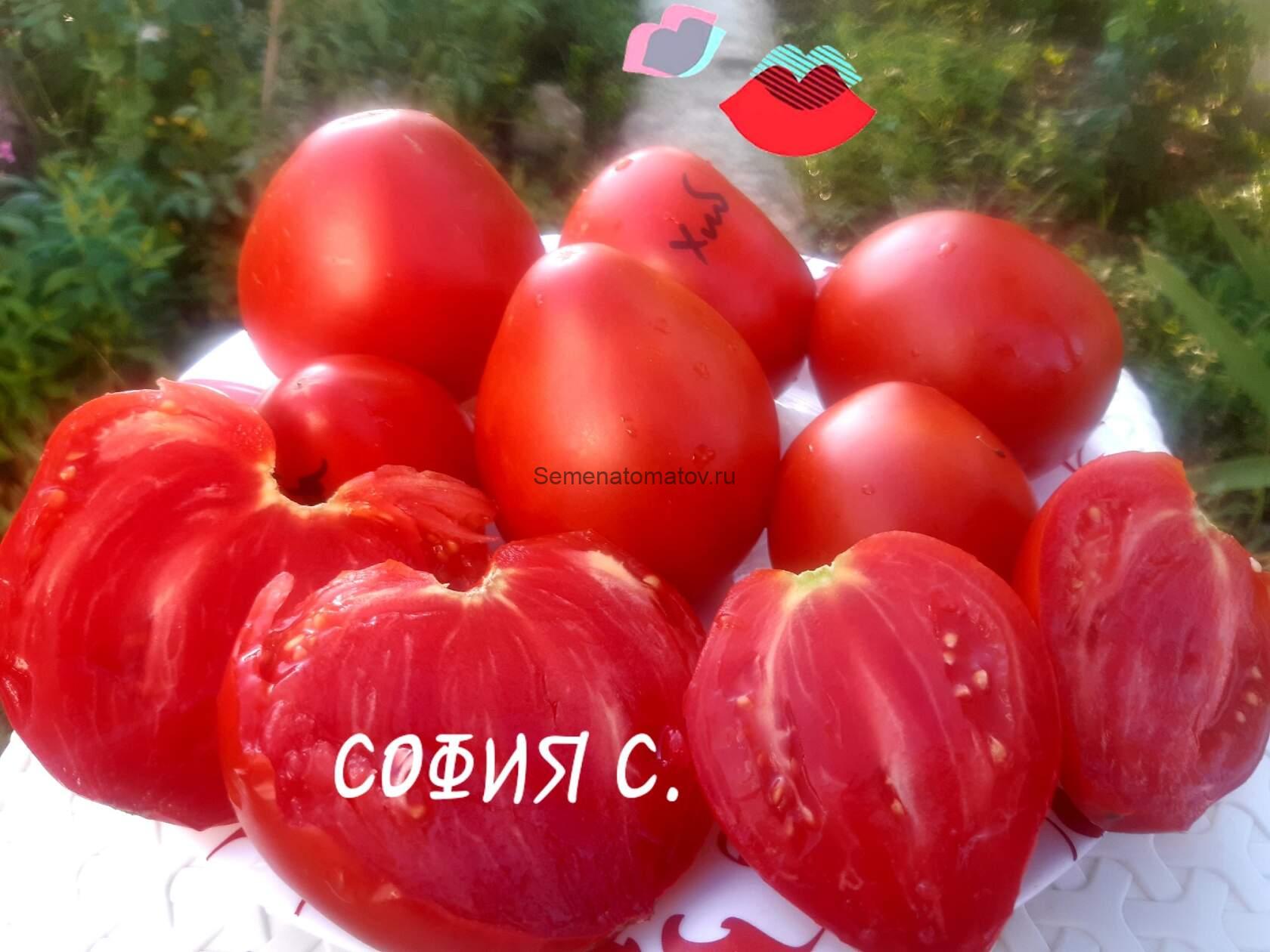 томат сердце хибы. томат воловье сердце. томат сердце хибы. томат сердце хибы. томат сорт сердце буйвола.