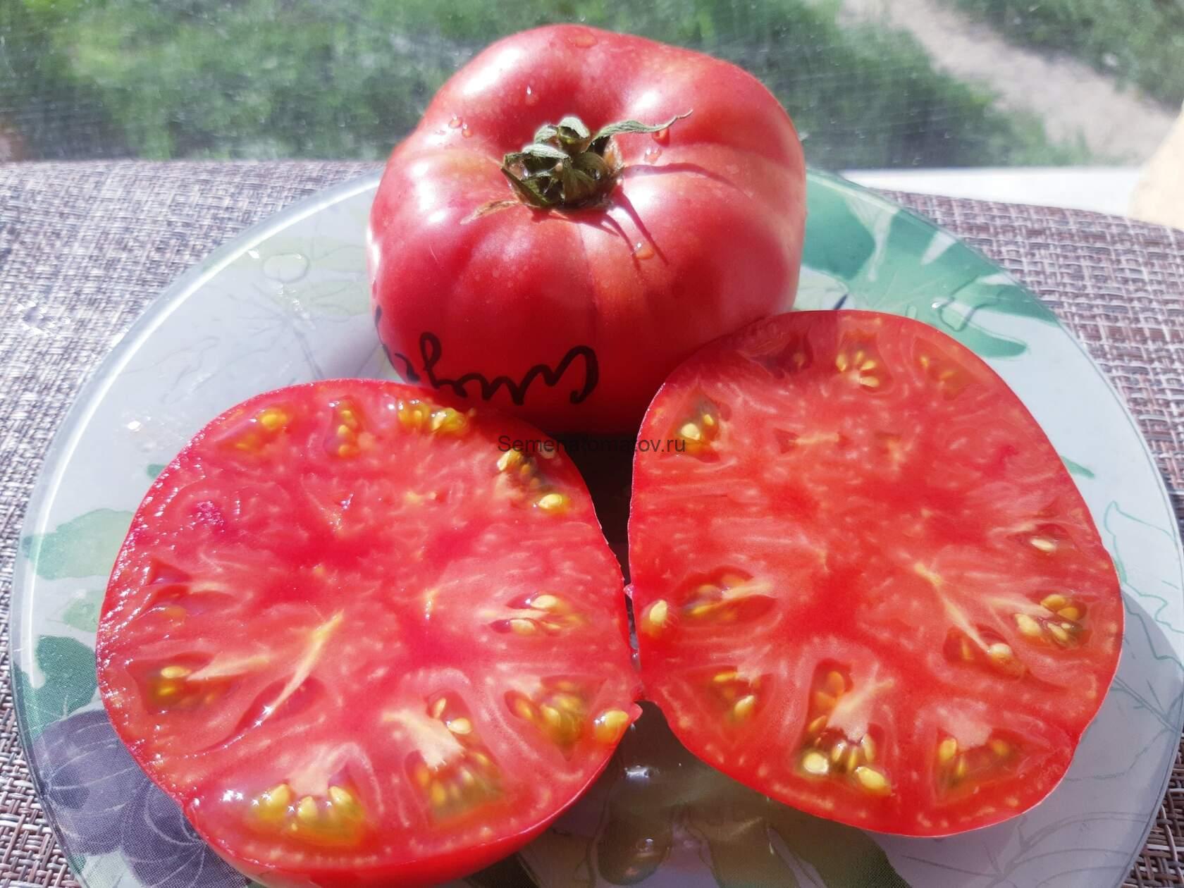 Помидоры пень описание сорта фото Помидоры пень описание сорта фото