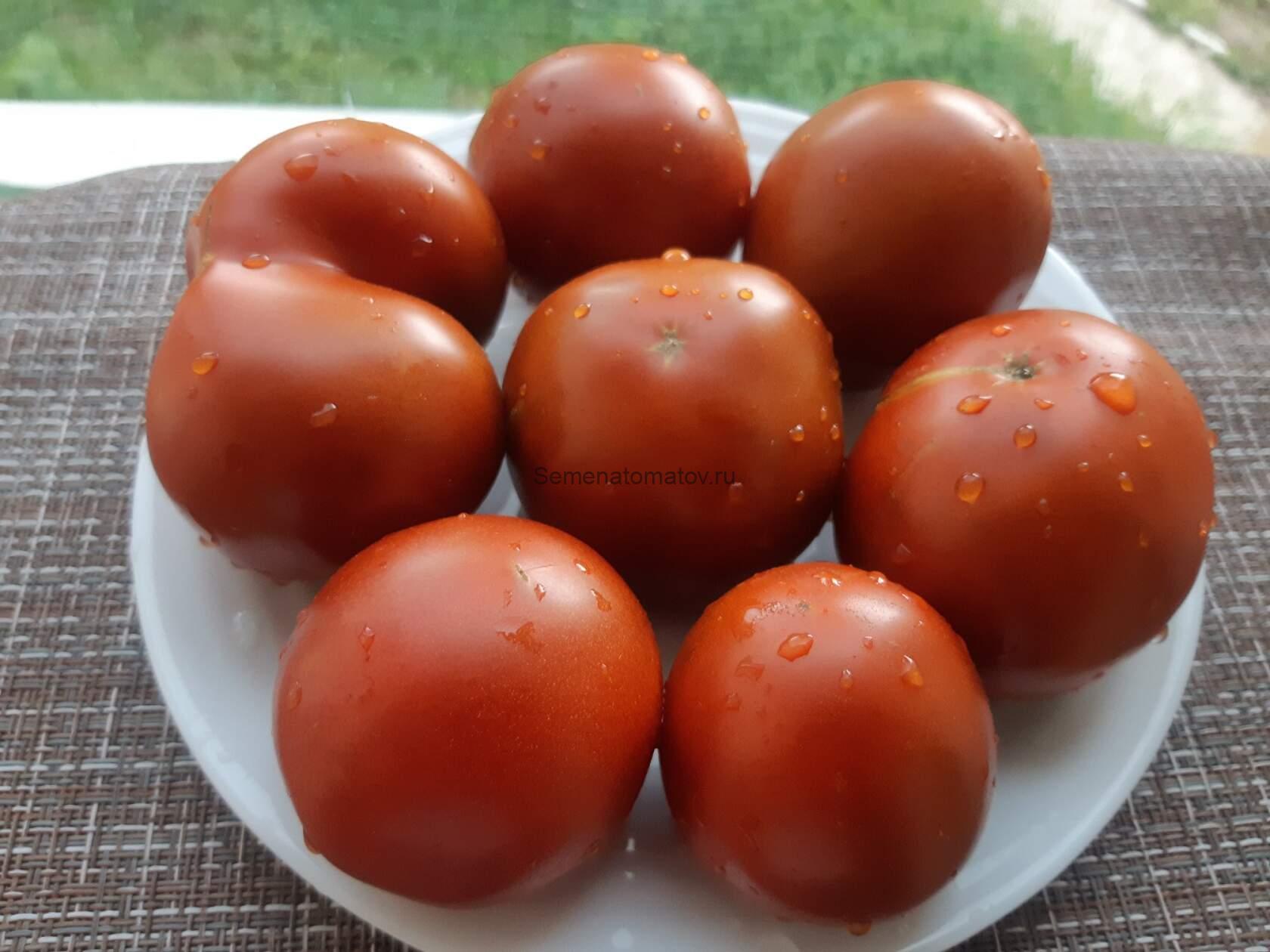 Dwarf 'Aussie Drop'- Гном Австралийская Капля