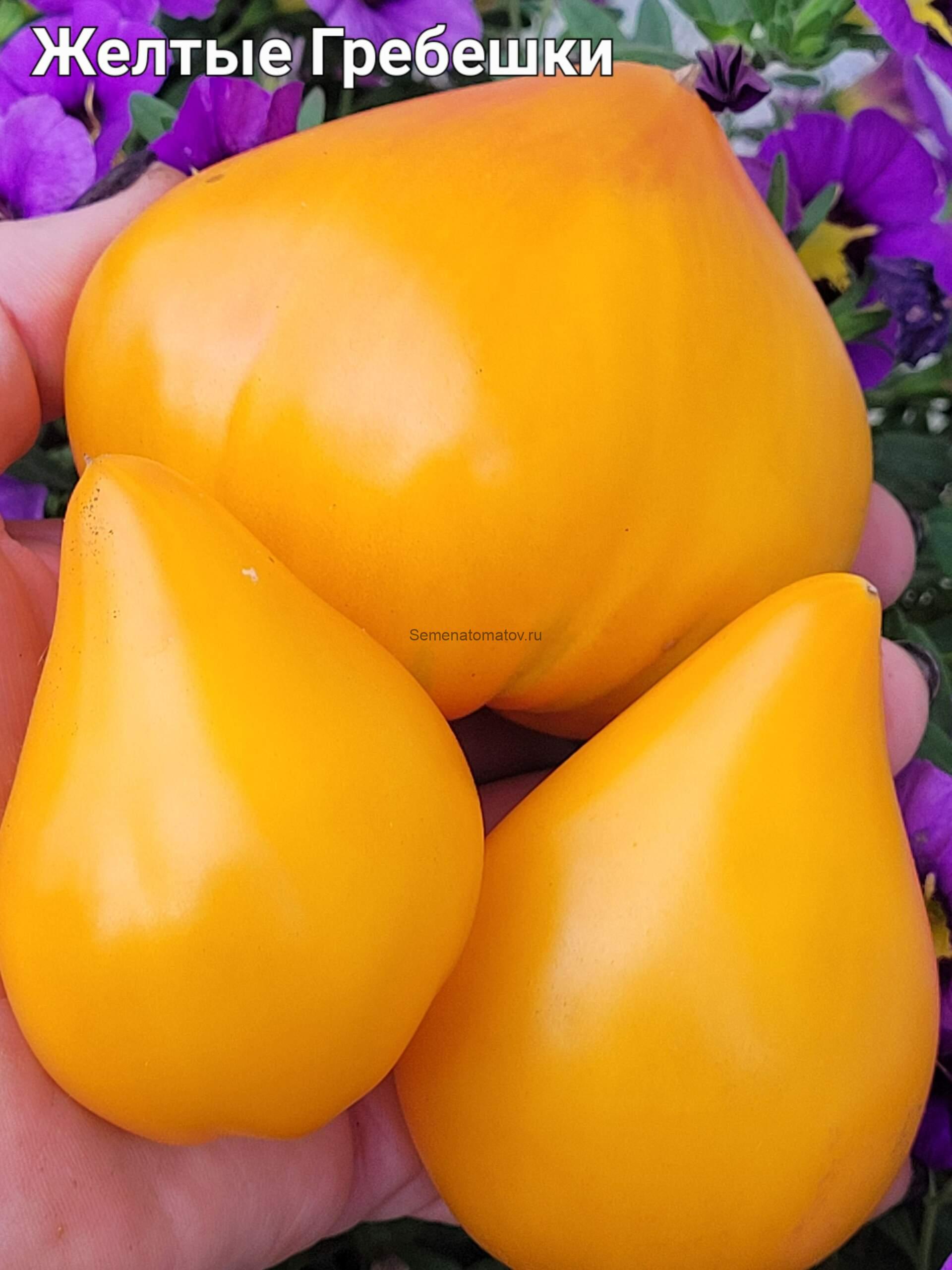 Желтые Гребешки — изображение 3