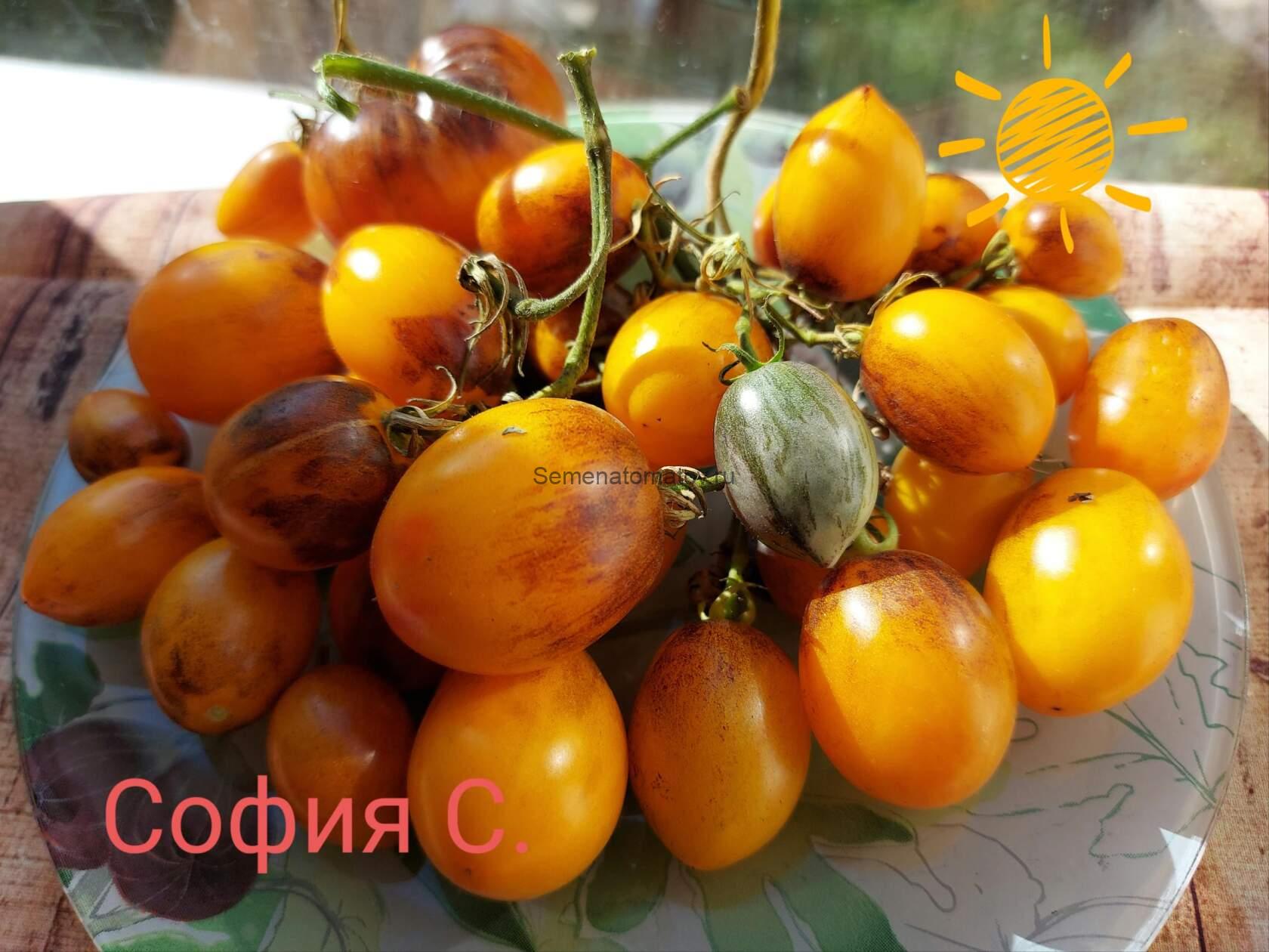 ATOMIC SUNSET:Атомный закат