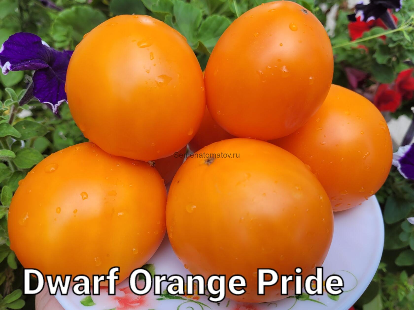 Orange pride dwarf (Гордость побережья оранжевый) — изображение 2
