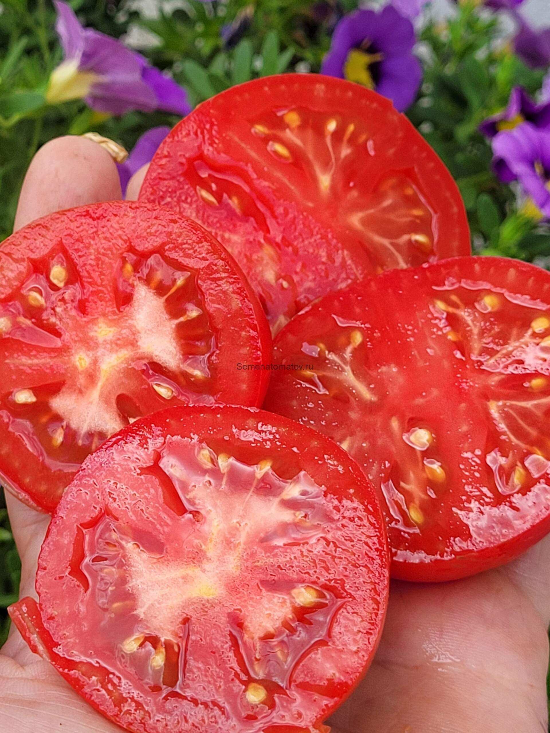 Гном Розовая Долина Клэр ( Dwarf Clare Valley Pink) — изображение 2