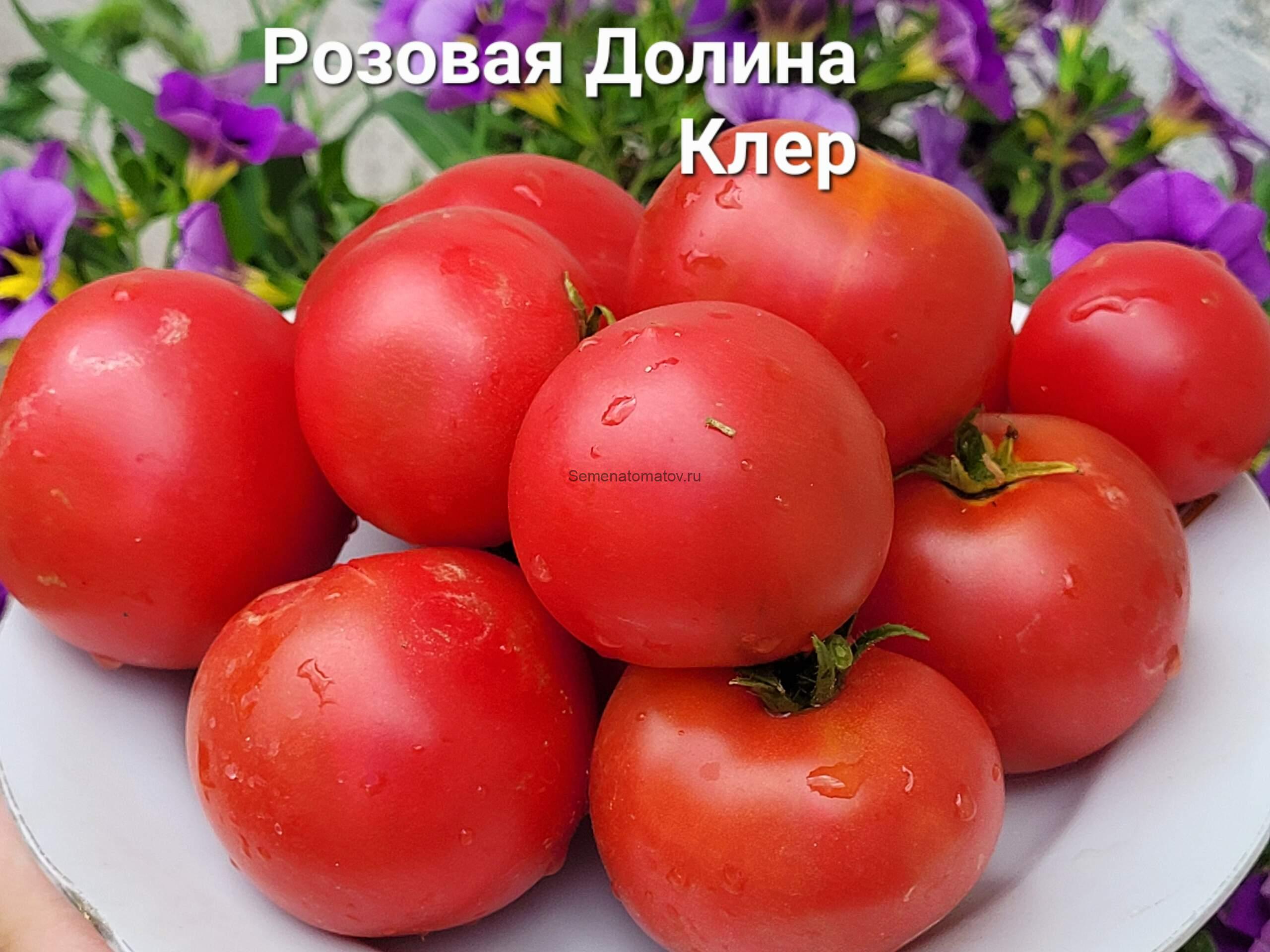 Гном Розовая Долина Клэр ( Dwarf Clare Valley Pink)