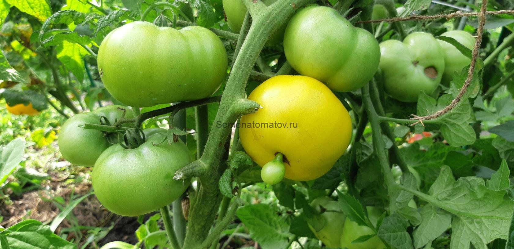 Гном Жёлтый Жасмин ( Dwarf Jasmine Yellow, США, Австралия) — изображение 2