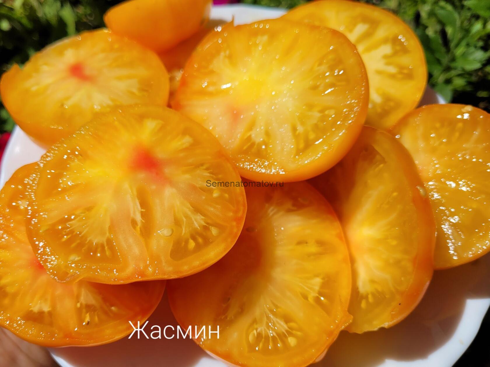 Гном Жёлтый Жасмин ( Dwarf Jasmine Yellow, США, Австралия) — изображение 4