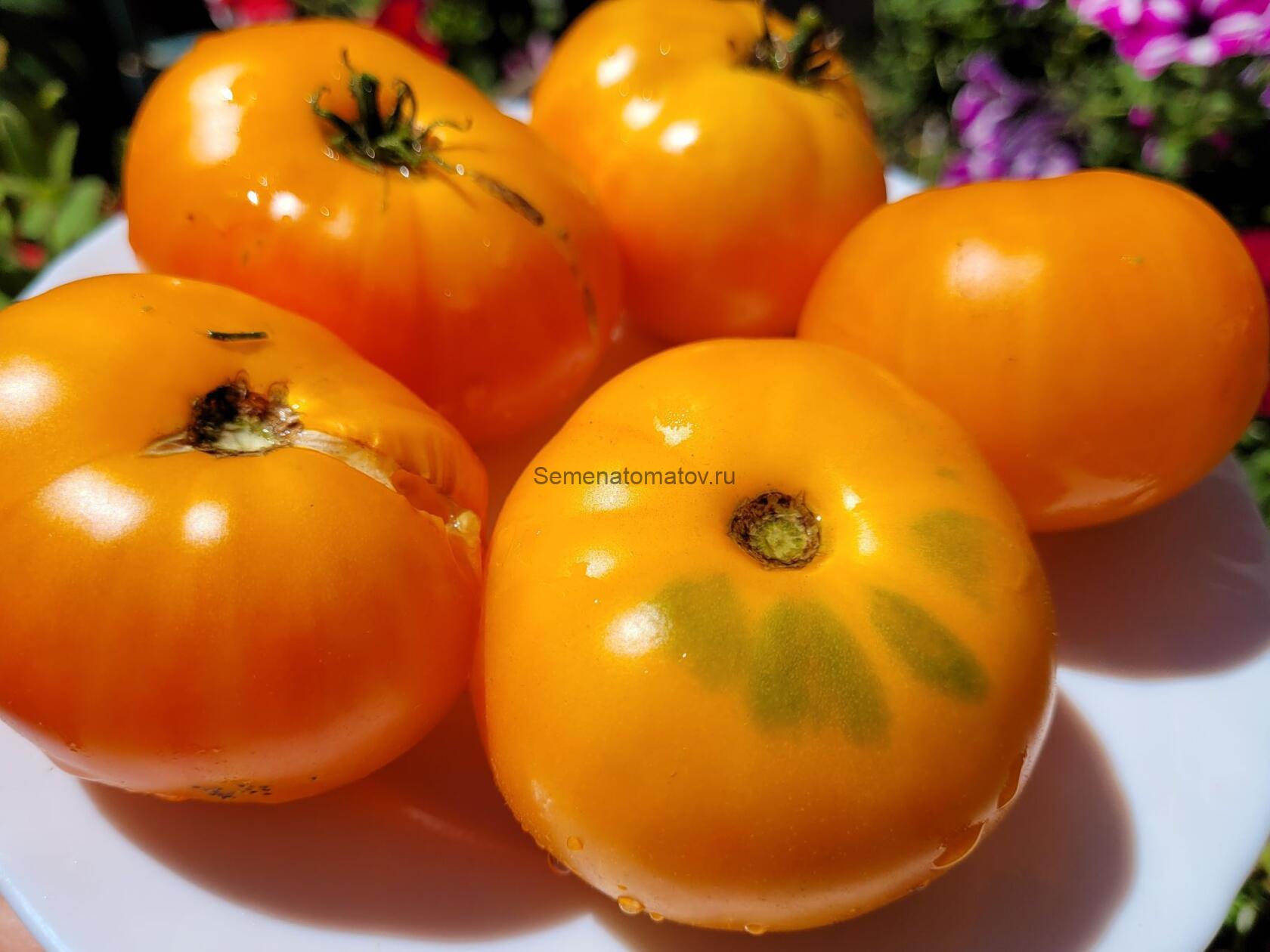 Гном Жёлтый Жасмин ( Dwarf Jasmine Yellow, США, Австралия) — изображение 3