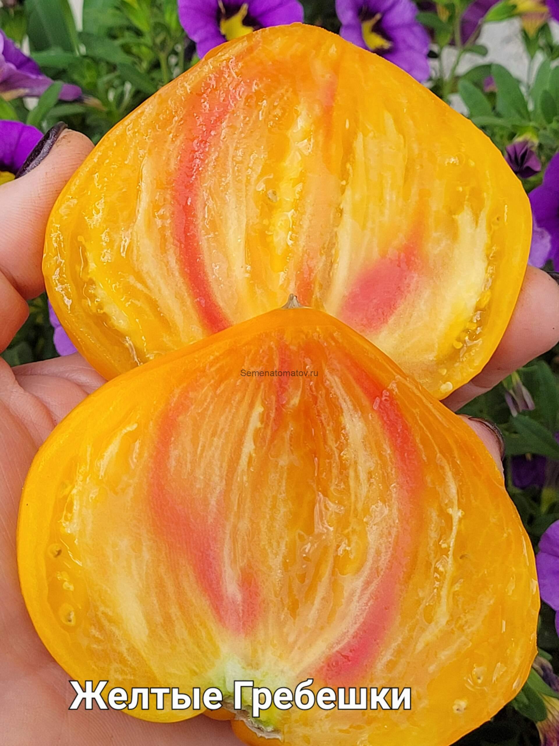 Желтые Гребешки — изображение 2