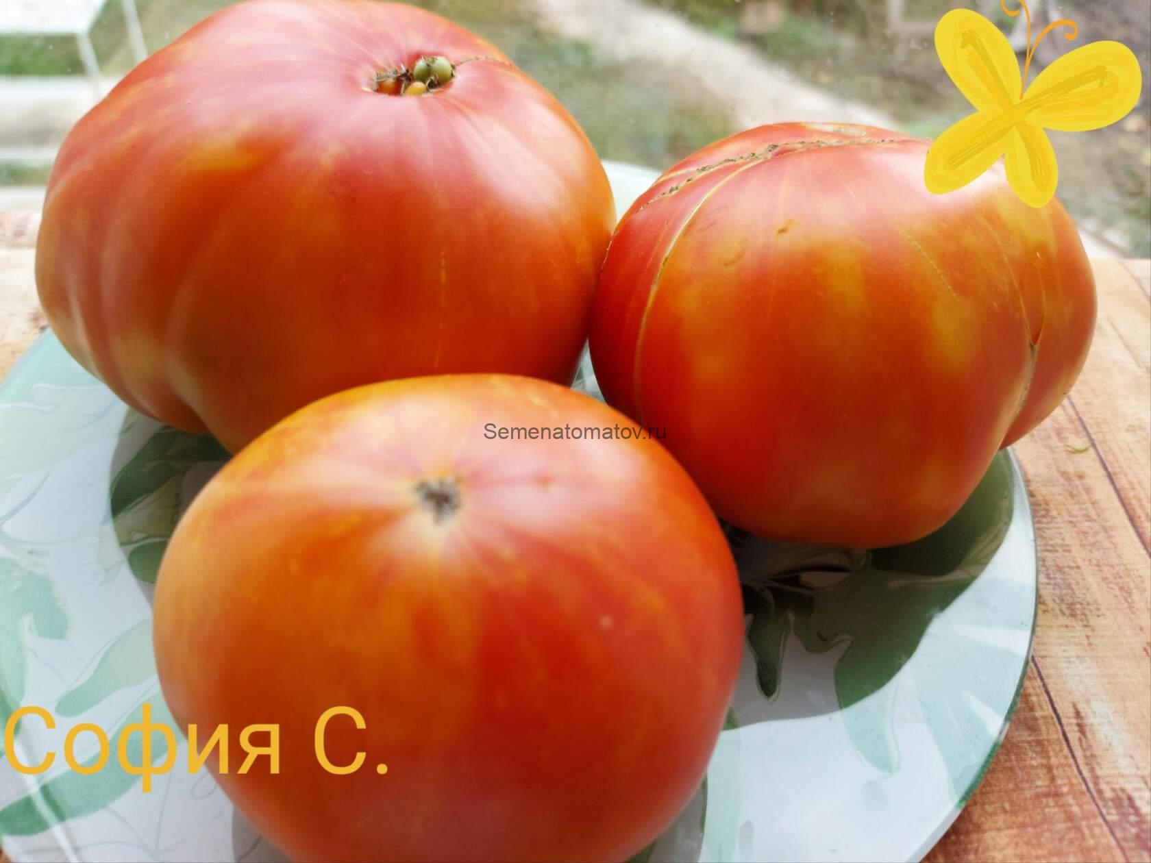 Mortgage Lifter Yellow — изображение 2