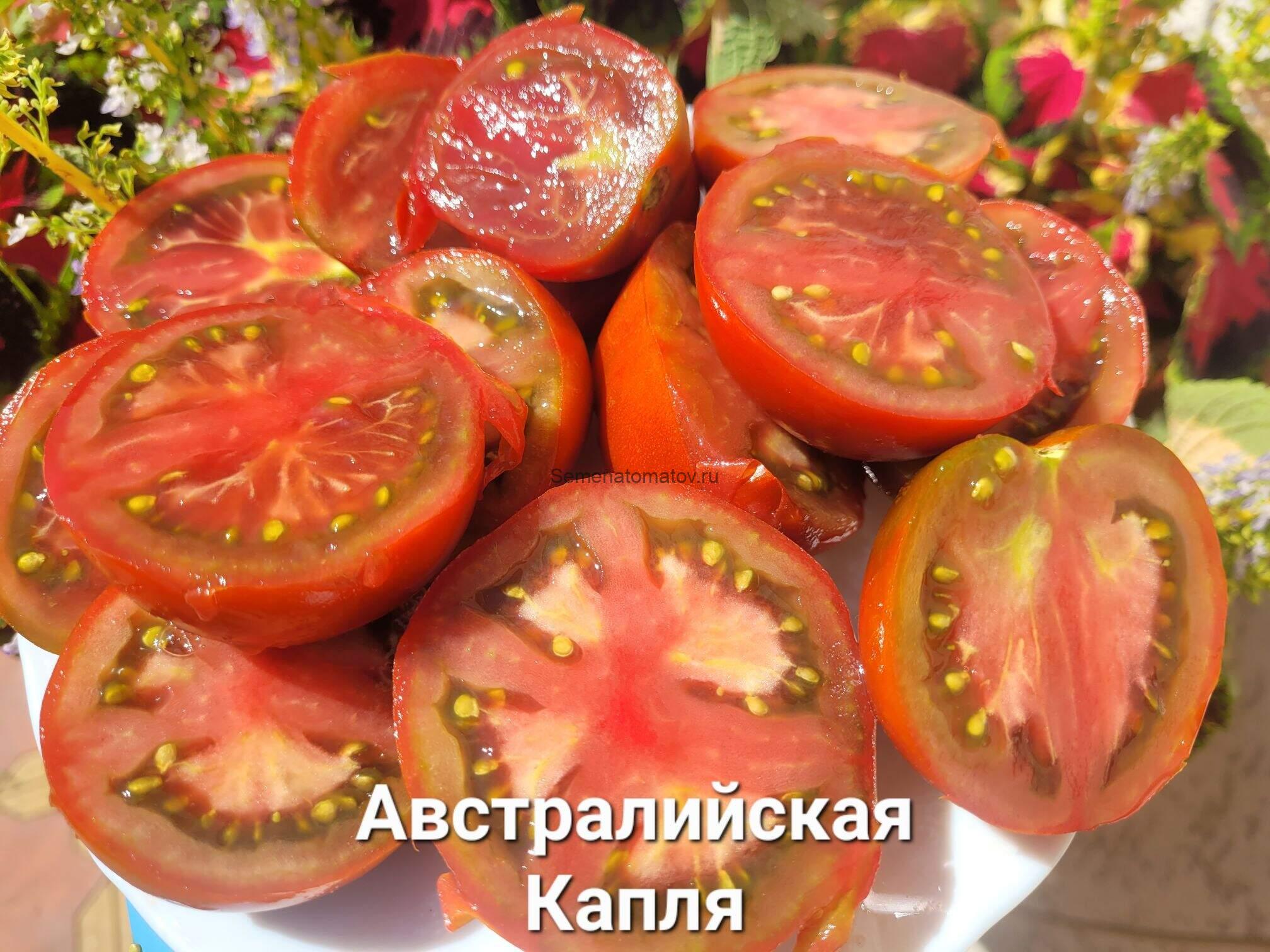 Dwarf 'Aussie Drop'- Гном Австралийская Капля — изображение 3