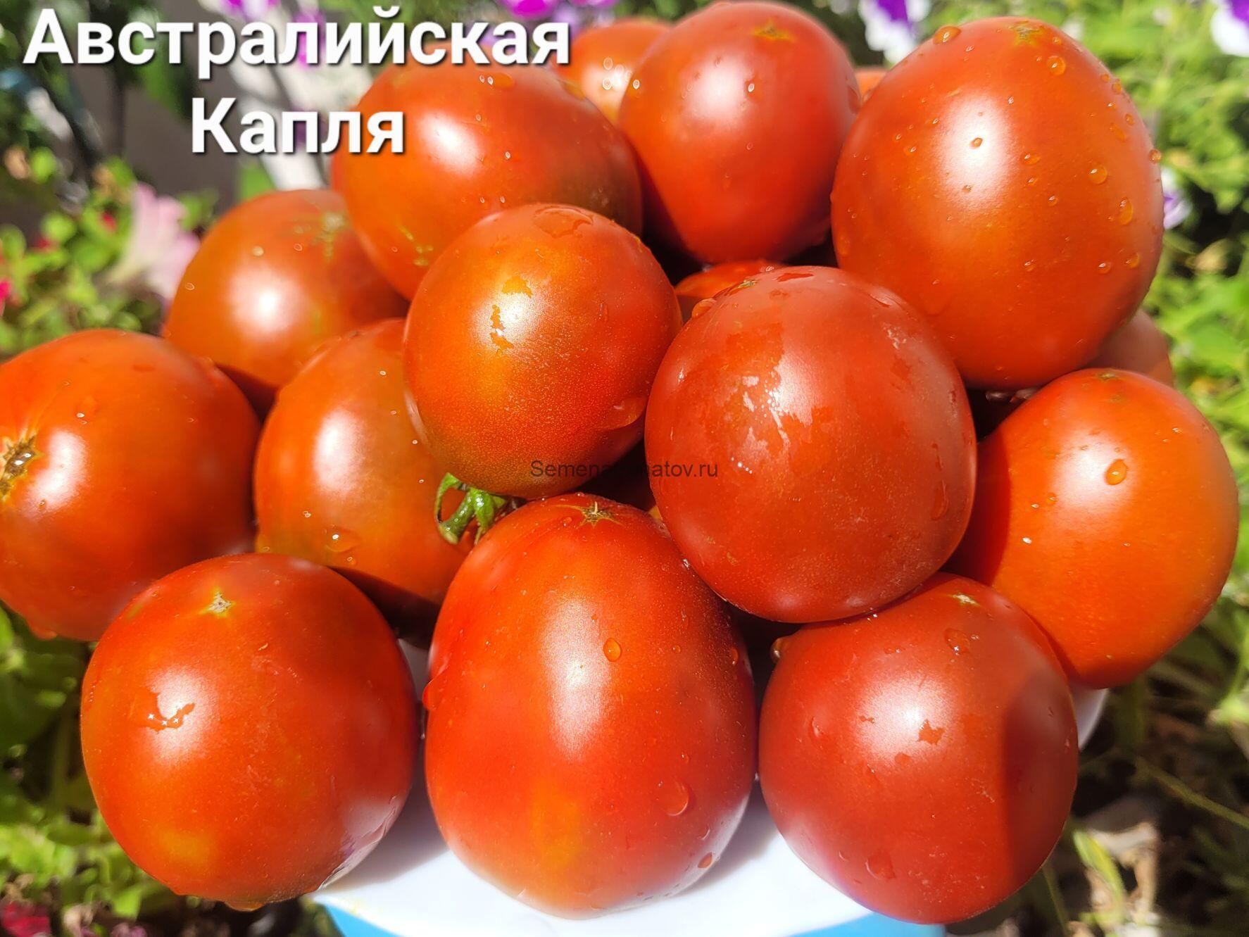 Dwarf 'Aussie Drop'- Гном Австралийская Капля — изображение 2