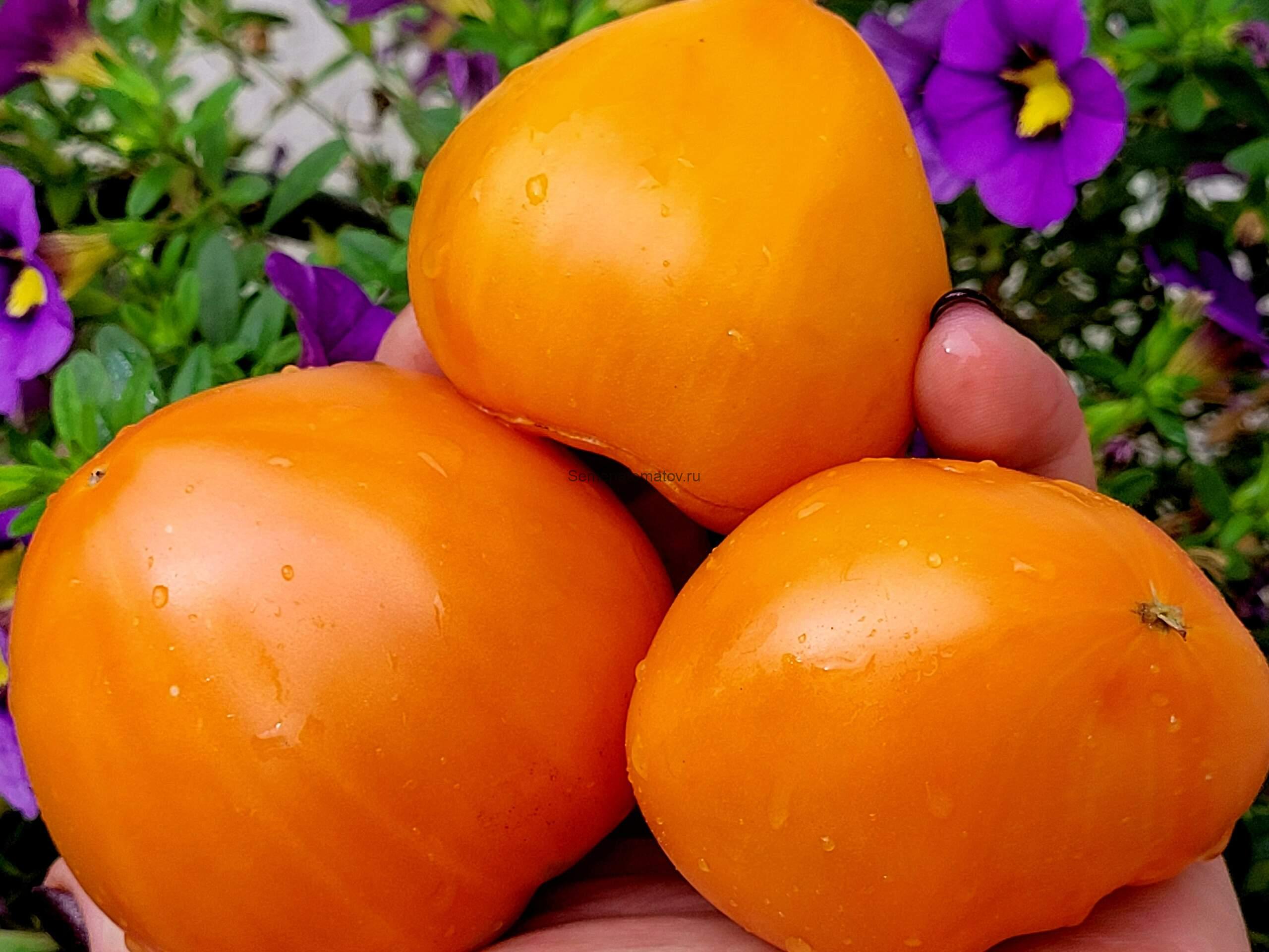 Оранжевый монстр Флэтхед ( Flathead Monster Orange)