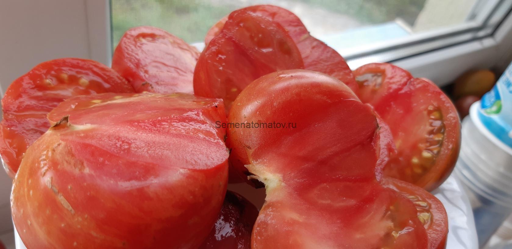 Жар птица сладкая (Dwarf Firebird Sweet) — изображение 2