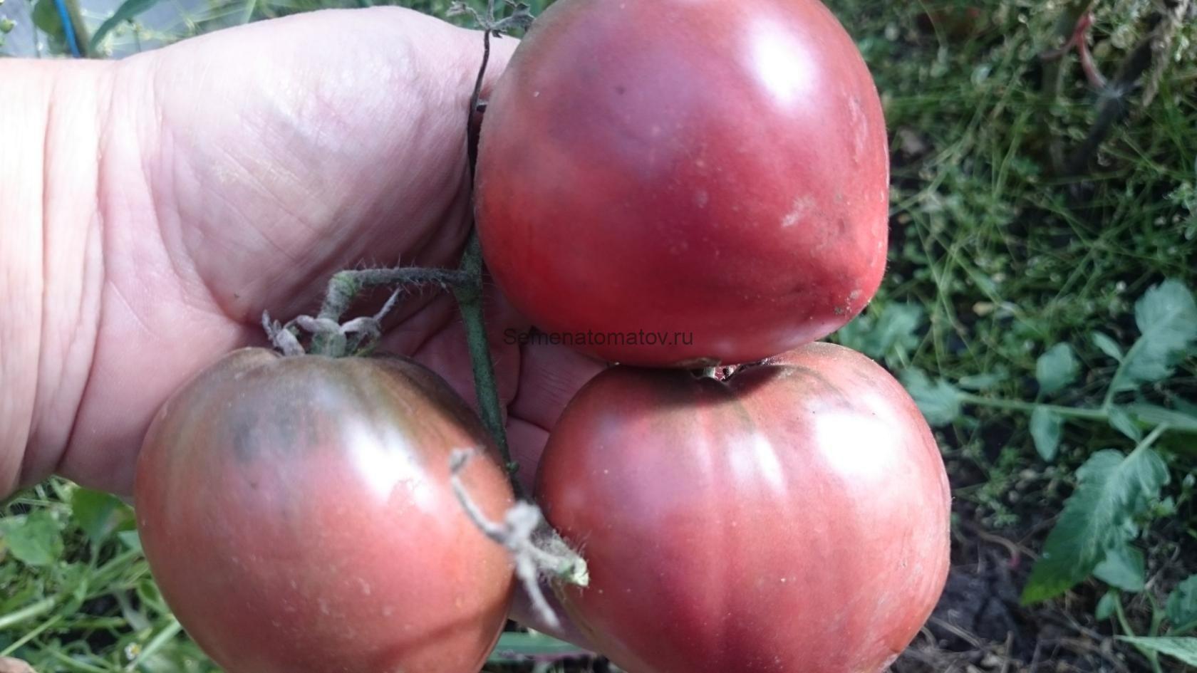 Фиолетовое сердце (Пурпурное) (Dwarf Purple Heart) — изображение 3