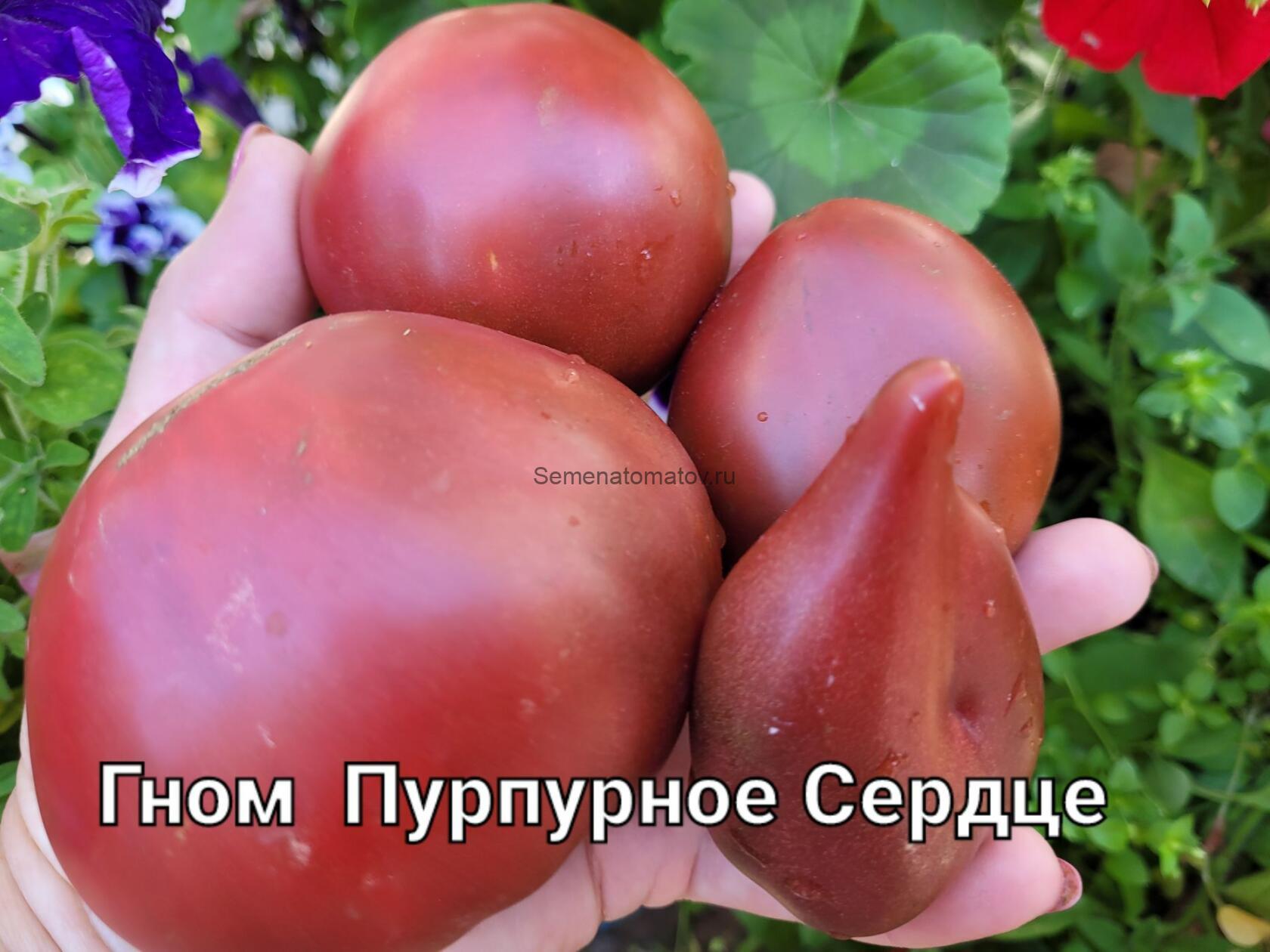 Фиолетовое сердце (Пурпурное) (Dwarf Purple Heart)