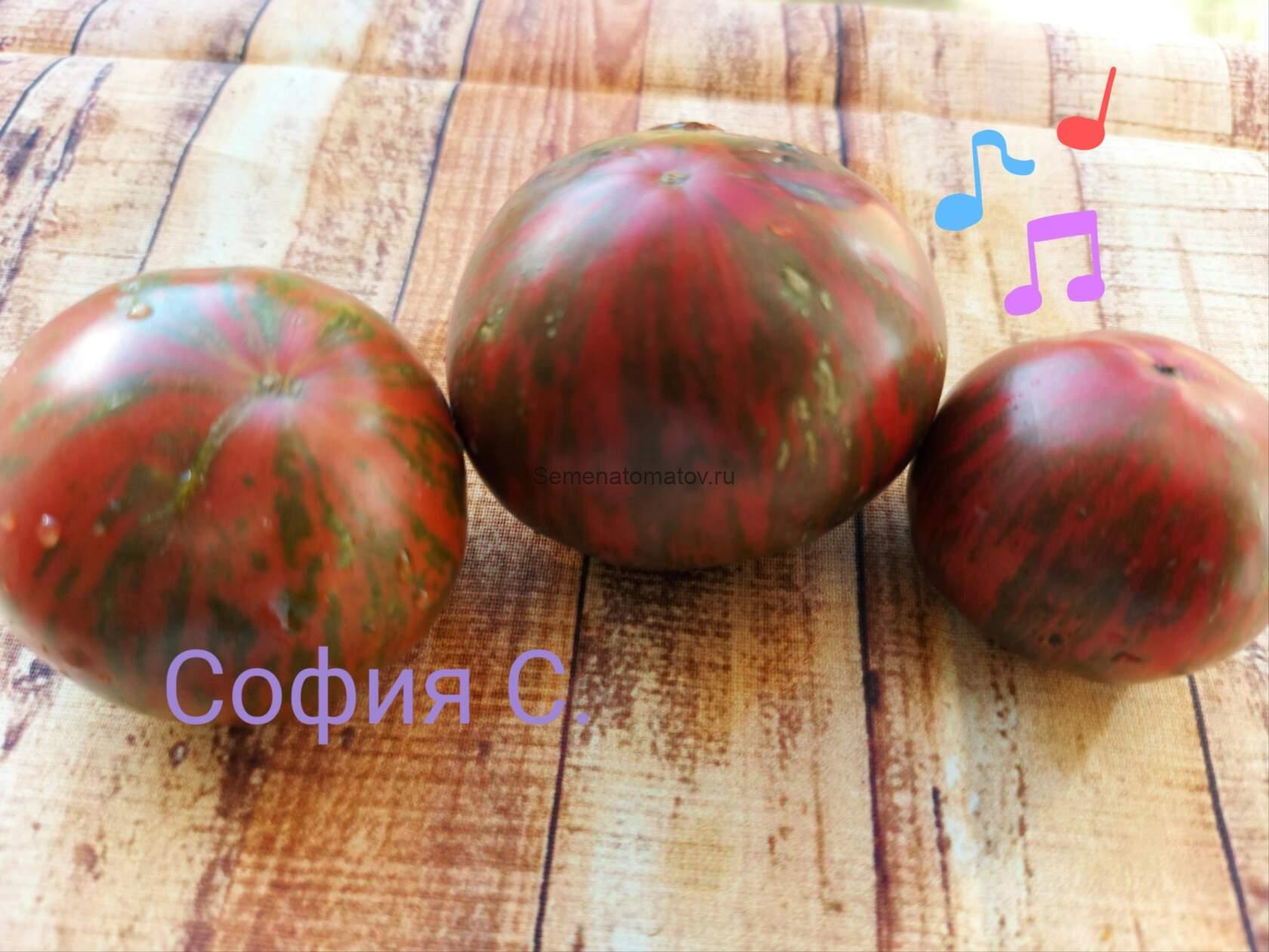 PINK SAPHIRE Розовый Сапфир