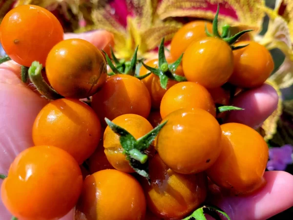 Темно-оранжевый мускат (Dark Orange Muscat)- — изображение 2