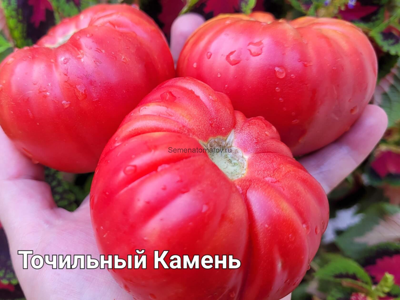 Whetstone Wonder Точильный камень — изображение 2