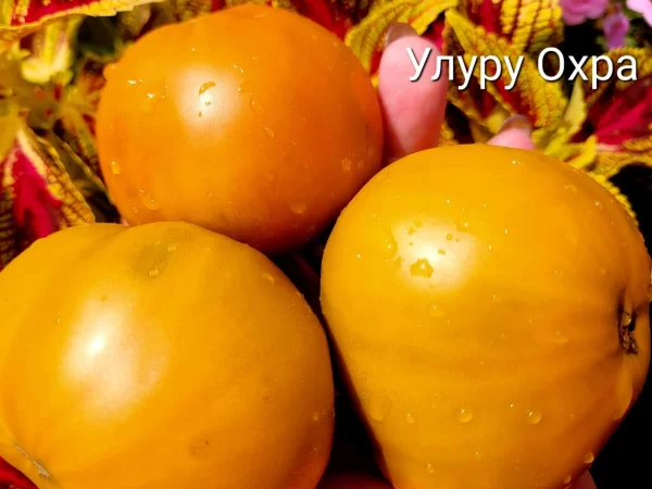 Uluru Ochre,Улуру Охра.
