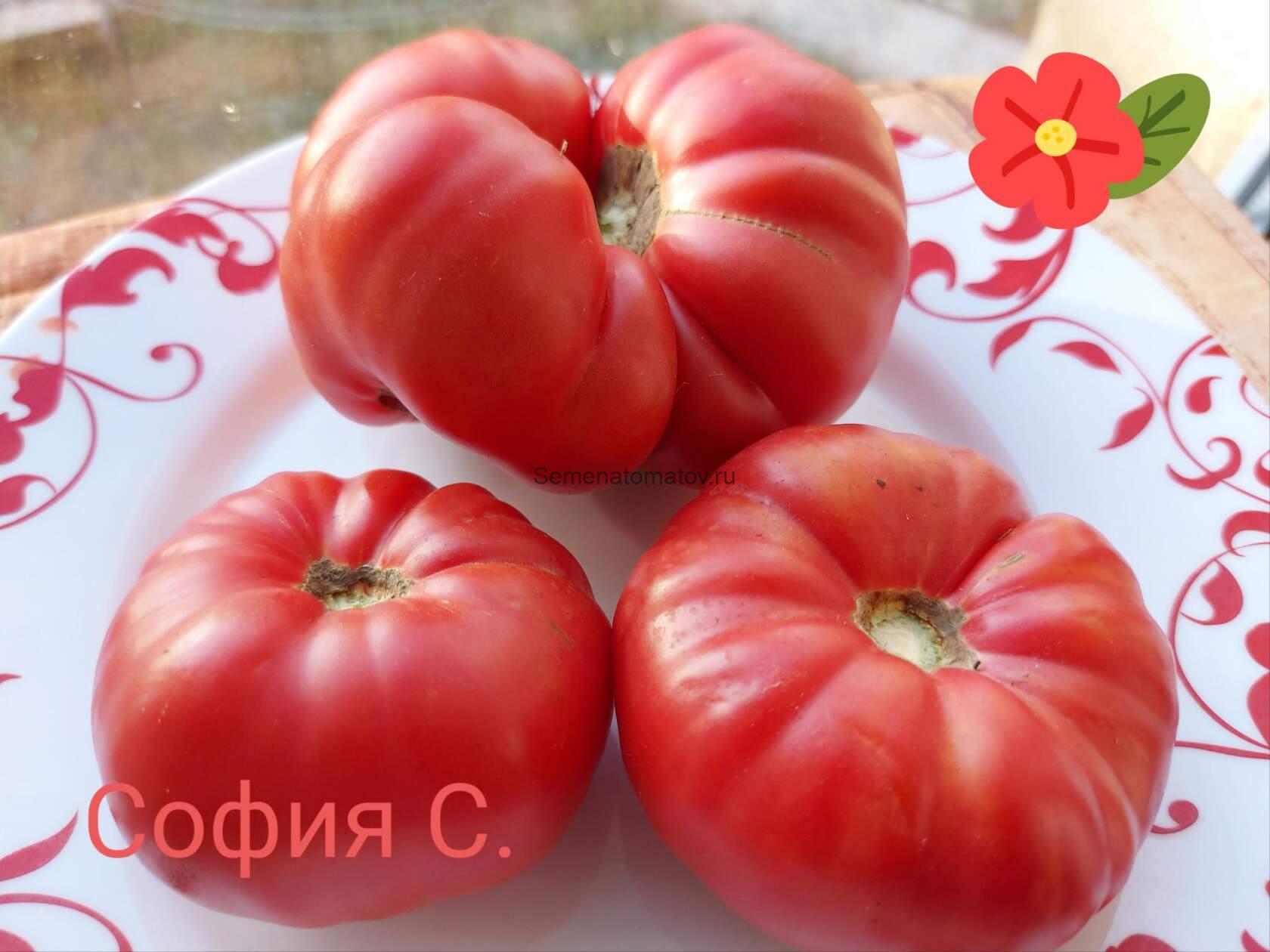 Эль-Амар (El-Amar)