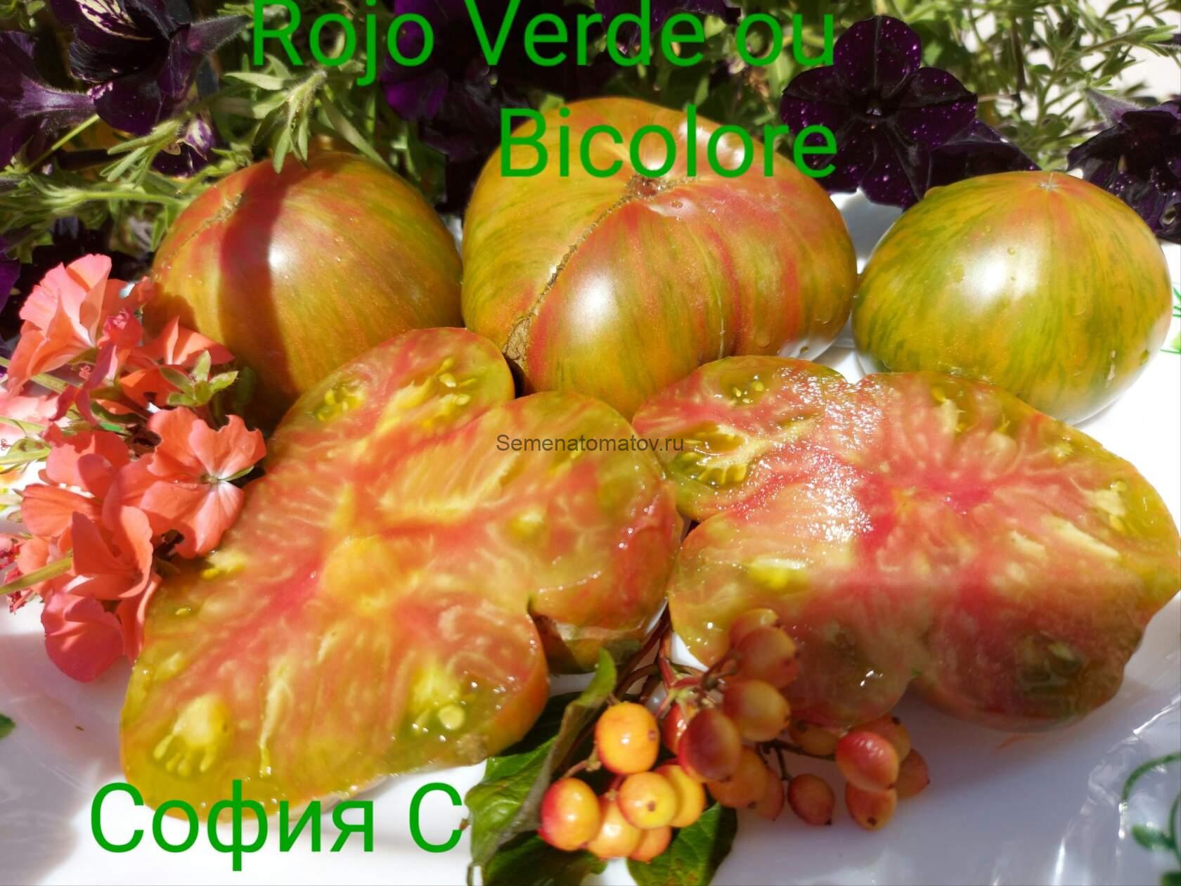 Rojo-Verde ou Bicolore de Jarl-Двухглавый Ярл. — изображение 2